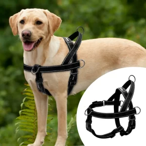 Collars & Harnesses